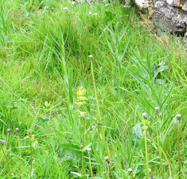 First Yellow Rattle Meadow